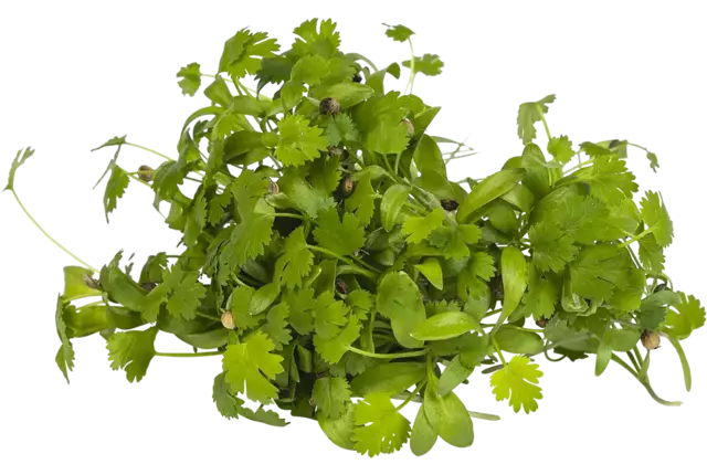 Koriander cress 25gr kist 18 stuks